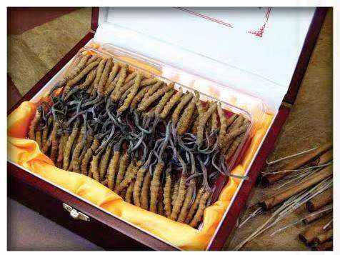 新晃冬虫夏草回收